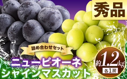 57. 秀品 ニューピオーネ シャインマスカット 詰め合わせ 約1.2kg 2房《9月上旬-10月中旬頃出荷》 st-p