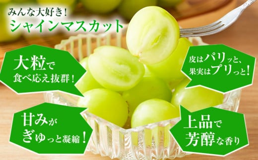 岡山çç£ ã·ã£ã€ã³ãã¹ã«ãã çŽ2kg ç¢æGrape Fairiesã9æäžæ¬-10ææ«é åºè·ã岡山ç ç¢æçº è¡è ãã¹ã«ãã æç© ã¹ã€ãŒã ãã«ãŒã ãã¶ãŒã