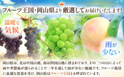 249.【先行予約】 岡山白桃 & シャインマスカット（晴王）& ニューピオーネ セット【配送不可地域あり】白桃 ロイヤル シャインマスカット 1房 ニューピオーネ 1房《7月上旬-8月中旬頃出荷》 岡山県 矢掛町 桃 もも 晴王 ぶどう 詰め合わせ 果物
