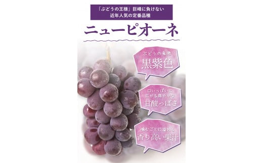 訳あり ニューピオーネ 約1.2kg 2房《8月下旬〜10月中旬頃に出荷予定(土日祝除く)》