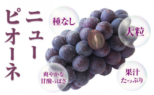 256.ãå
è¡äºçŽã 岡山çç£ ãã¥ãŒããªãŒã 2æ¿ 480gä»¥äž é²å°æ œå¹ è¡è æç© å³éžåºè· ã¹ã€ãŒã ãã«ãŒã ãã¶ãŒã 岡山çç¢æçºã9æäžæ¬-10æäžæ¬é åºè·ã çš®ãªãã¶ã©ã ãé
éäžå¯å°åããã