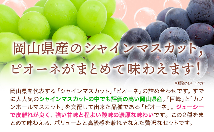【2026年発送先行予約】シャインマスカット・ピオーネ詰め合わせ 約1.0kg マスカット 葡萄 ブドウ ぶどう ピオーネ フルーツ セット 晴れの国おかやま館 《2026年8月下旬-9月中旬頃出荷》 フルーツ 果物 果実 岡山県 矢掛町