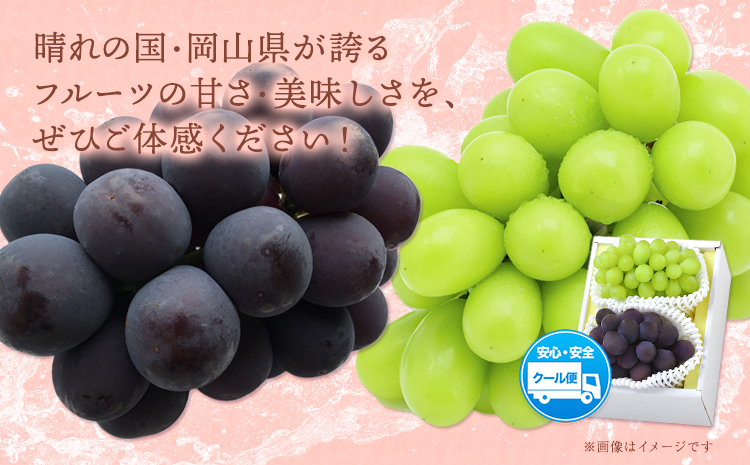 【2026年発送先行予約】シャインマスカット・ピオーネ詰め合わせ 約1.0kg マスカット 葡萄 ブドウ ぶどう ピオーネ フルーツ セット 晴れの国おかやま館 《2026年8月下旬-9月中旬頃出荷》 フルーツ 果物 果実 岡山県 矢掛町