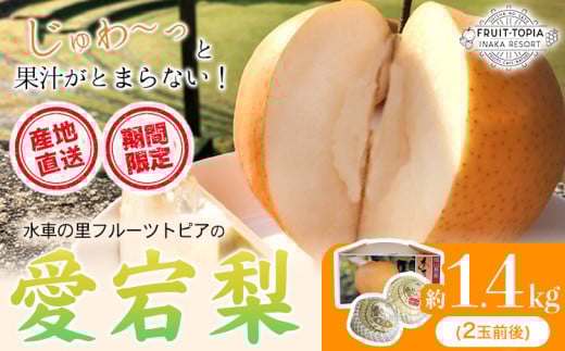 【先行予約】 産地直送 愛宕梨 約1.4kg(2玉前後) 水車の里フルーツトピア 期間限定 岡山県矢掛町産 なし 果物 スイーツ フルーツ デザート《12月上旬-2月上旬頃出荷》 梨