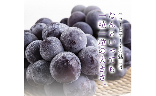 23. 秀品 ニューピオーネ 約1.2kg 2房《8月下旬-10月中旬頃出荷》 st-p