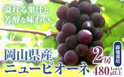 256.【先行予約】 岡山県産 ニューピオーネ 2房 480g以上 露地栽培 葡萄 果物 厳選出荷 スイーツ フルーツ デザート 岡山県矢掛町《9月上旬-10月下旬頃出荷》 種なしぶどう 【配送不可地域あり】