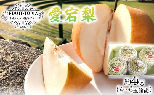 【先行予約】 産地直送 愛宕梨 約4kg (4~6玉前後) 水車の里フルーツトピア 期間限定 岡山県 矢掛町産 なし 果物 スイーツ フルーツ デザート《12月上旬-2月上旬頃出荷》