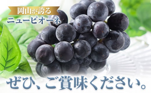 223.【先行予約】 岡山県産 つる付きニューピオーネ 1房 680g以上 露地栽培 葡萄 果物 厳選出荷 スイーツ フルーツ デザート 岡山県矢掛町《9月上旬-10月下旬頃出荷》 種なしぶどう 【配送不可地域あり】
