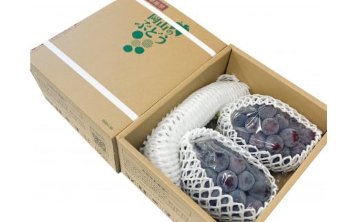 訳あり ニューピオーネ 約1.2kg 2房《8月下旬〜10月中旬頃に出荷予定(土日祝除く)》