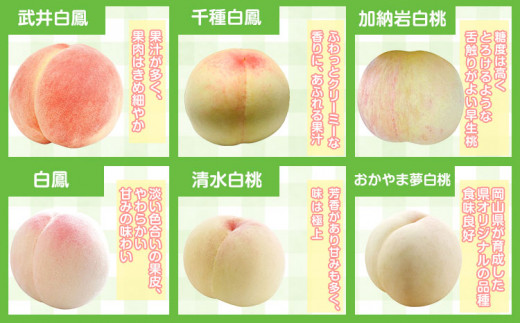 224. ãå
è¡äºçŽã岡山çç£ å²¡å±±çœæ¡ 6ç (240g以äž)ãé
éäžå¯å°åããã ã7æäžæ¬-8æäžæ¬é åºè·ã 岡山ç ç¢æçº æ¡ ãã çœæ¡ æç©