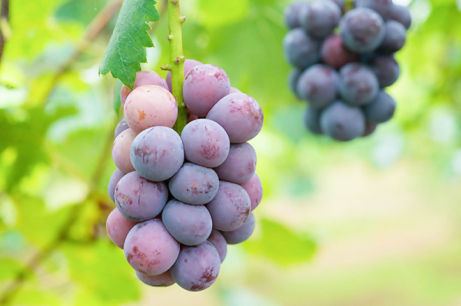 譫懃黄繝サ霎イ逕」迚ゥ縺ェ縺ゥ縺ョ霎イ讌ュ謖ッ闊