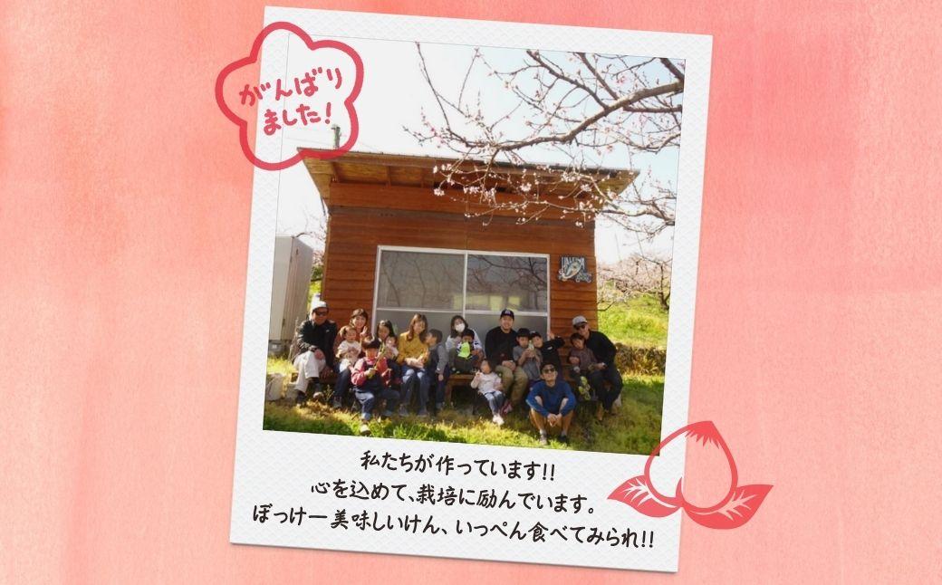 ＜数量限定＞［なんばふぁーむ］岡山県産 旬の桃 3.0kg（9～13玉）[ギフト用]【2026年発送】039-a005
