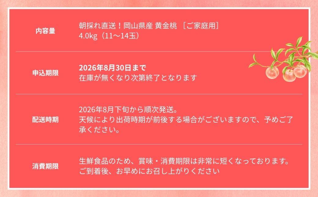 【2026年先行予約】［なんばふぁーむ］岡山県産 黄金桃 4.0kg（11～14玉）［ご家庭用］|桃 もも モモ おうごんとう フルーツ 果物 朝採り旬 岡山県産 産地直送 産直 送料無料 鏡野町