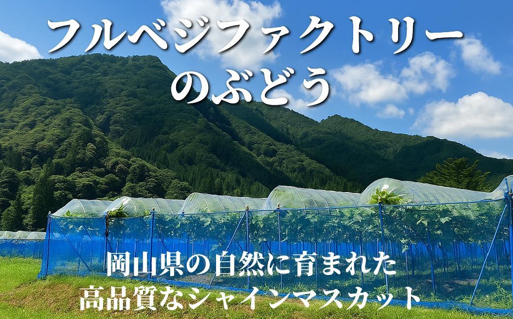 【2026年先行予約】［露地］岡山県産シャインマスカット 1.4kg（２房入）