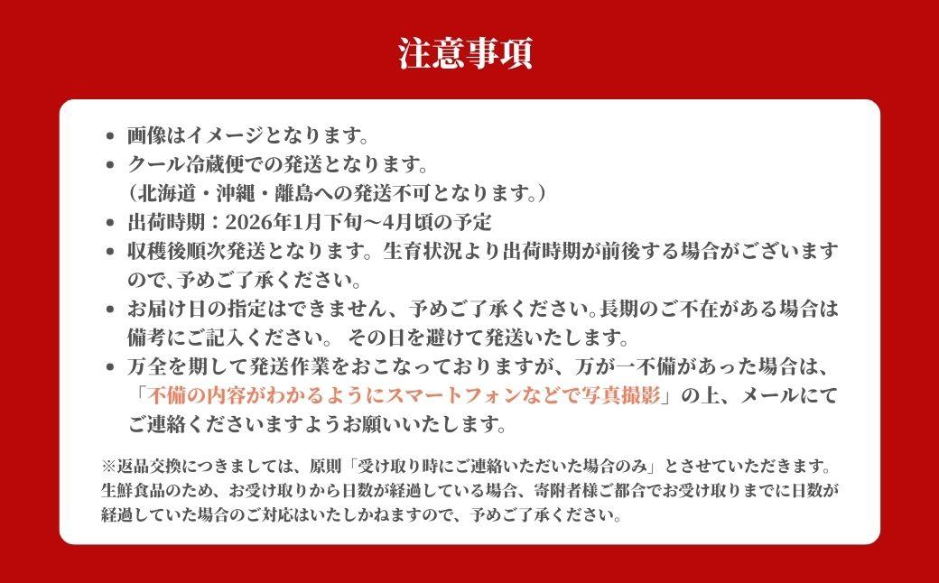 鏡野町産 朝摘みいちご「さちのか」2パック（合計500g）【2026年1月～4月発送】【029-a014】