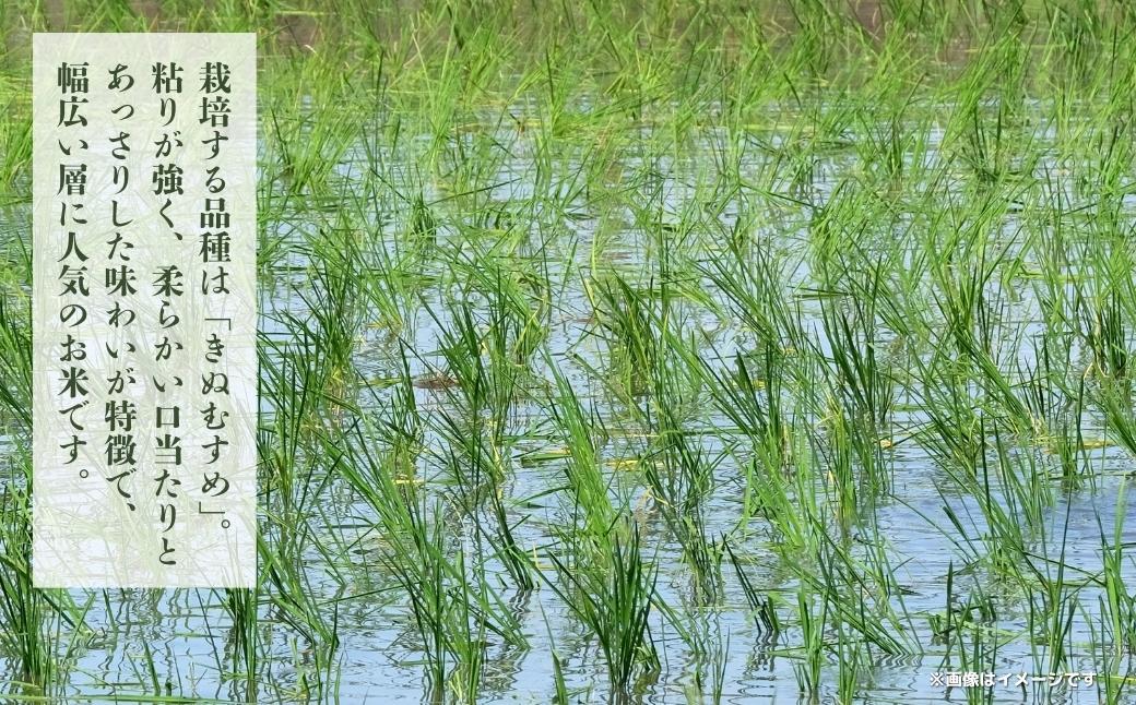 令和7年産 鏡野町産 きぬむすめ 精米【10kg】035-a013