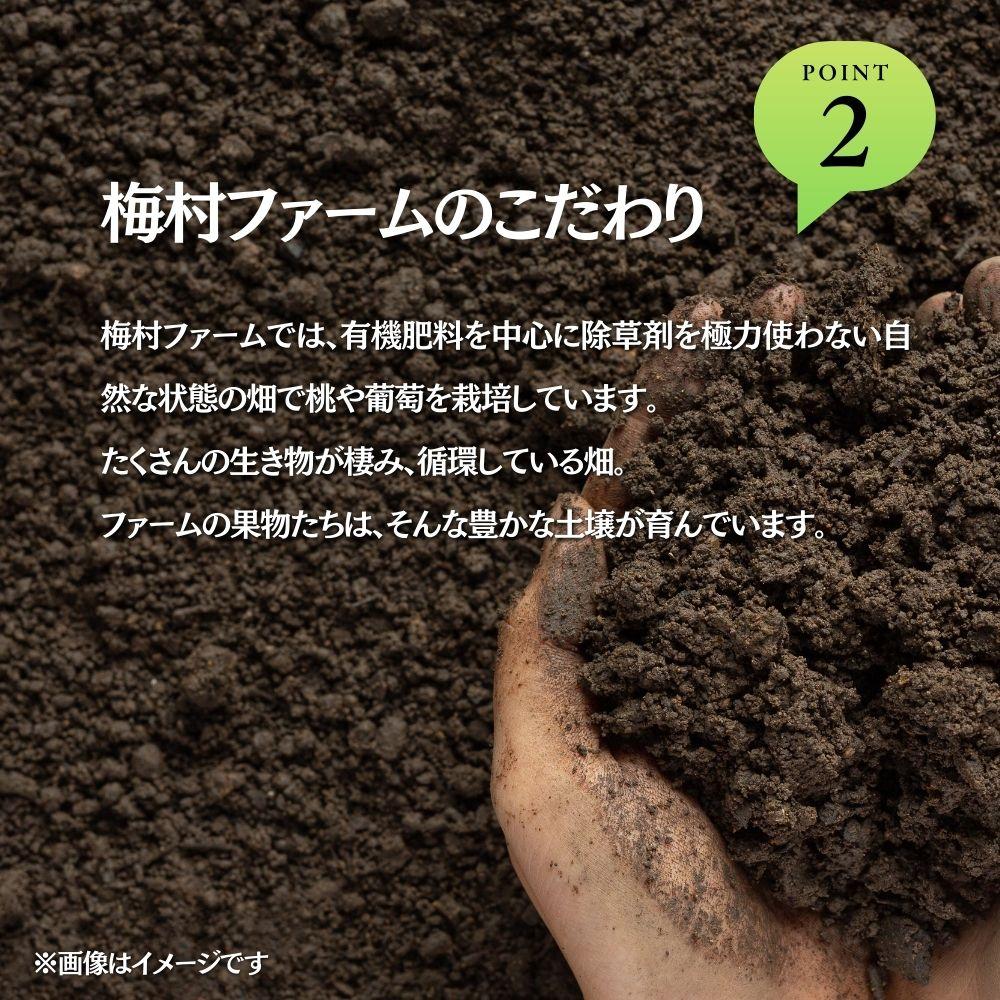 【2026年発送 先行予約】【梅村ファーム】朝摘み直送 シャインマスカット（2房入り 1.1kg以上）【030-a016】