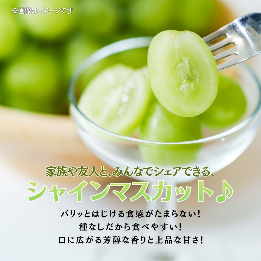 【2026年発送 先行予約】【梅村ファーム】朝摘み直送 シャインマスカット（2房入り 1.1kg以上）【030-a016】