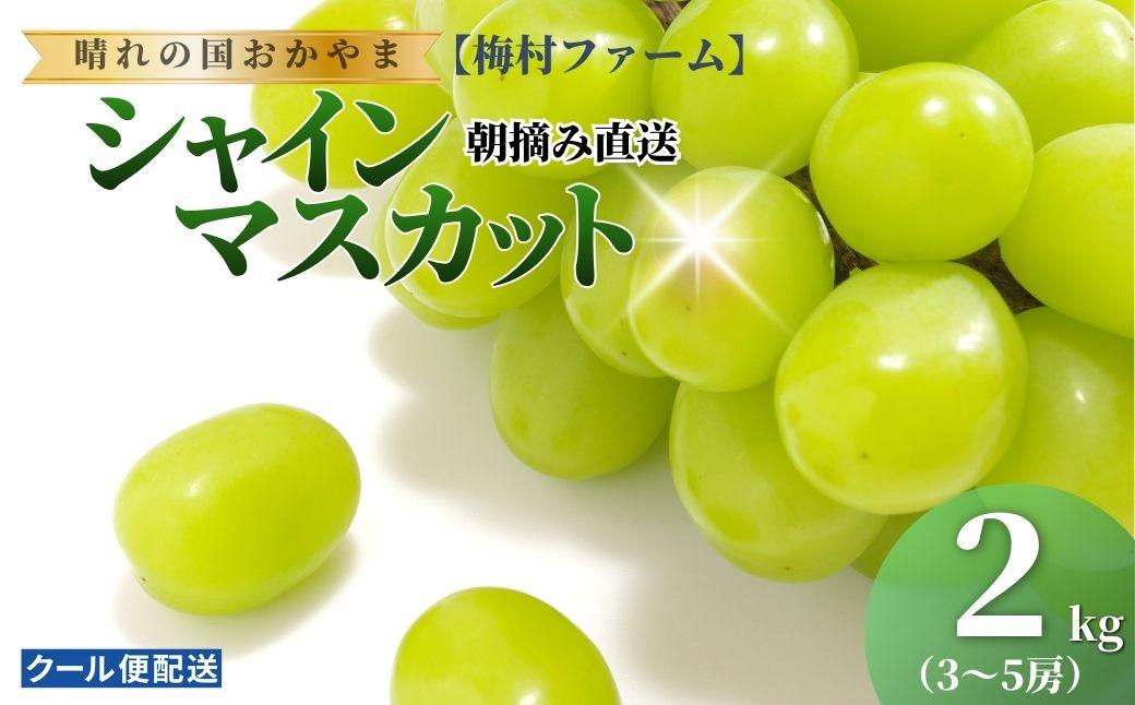 【2026年発送分 先行予約】【梅村ファーム】朝摘み直送 シャインマスカット（3～5房入り 約2.0kg）【030-a017】