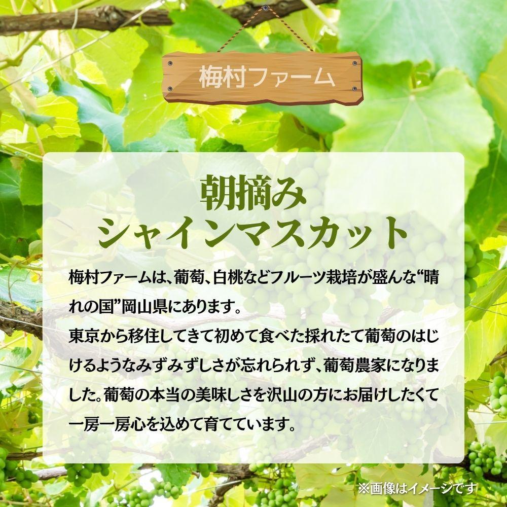 【2026年発送分 先行予約】【梅村ファーム】朝摘み直送 シャインマスカット（3～5房入り 約2.0kg）【030-a017】