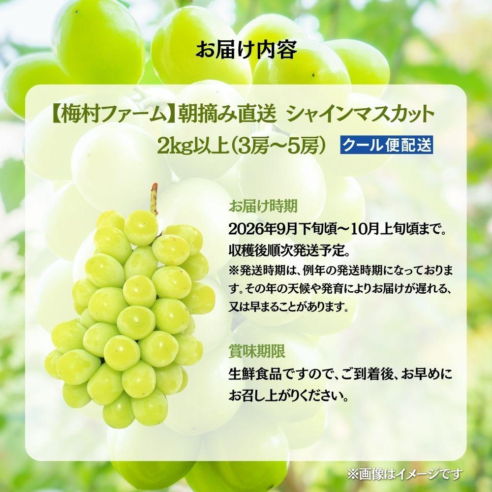 【2026年発送分 先行予約】【梅村ファーム】朝摘み直送 シャインマスカット（3～5房入り 約2.0kg）【030-a017】