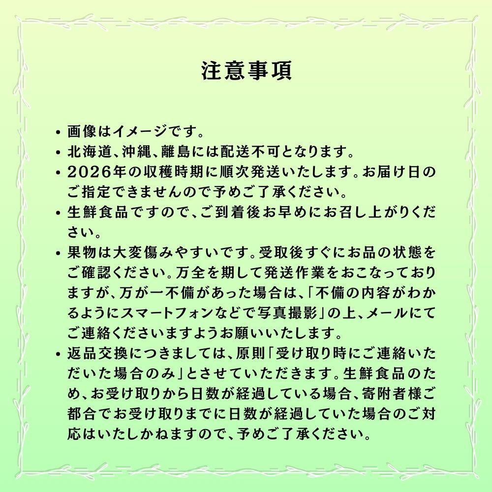 【2026年発送分 先行予約】【梅村ファーム】朝摘み直送 瀬戸ジャイアンツ（2房入り 1.1kg以上）【030-a018】