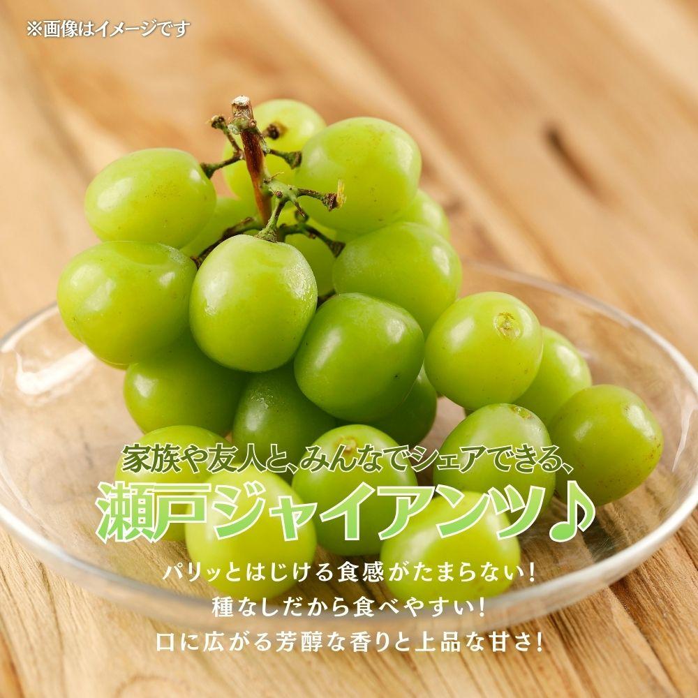【2026年発送分 先行予約】【梅村ファーム】朝摘み直送 瀬戸ジャイアンツ（2房入り 1.1kg以上）【030-a018】