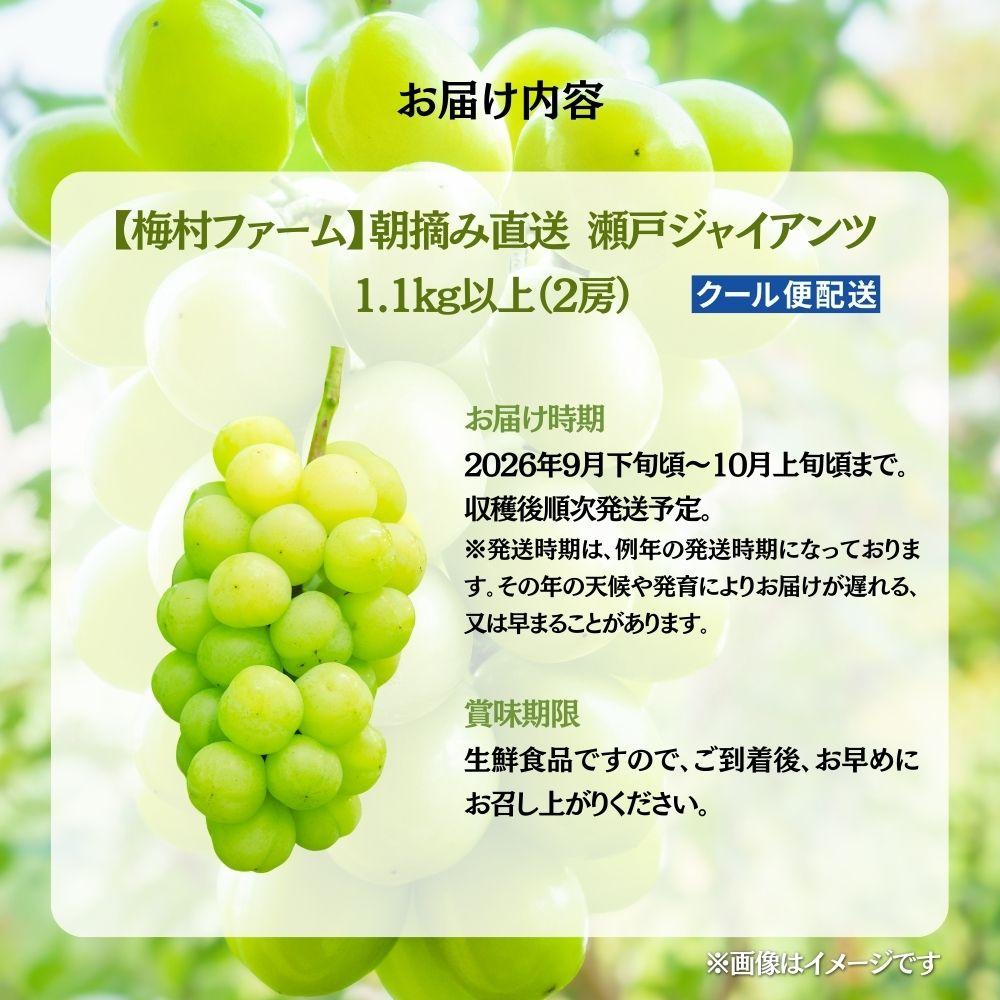【2026年発送分 先行予約】【梅村ファーム】朝摘み直送 瀬戸ジャイアンツ（2房入り 1.1kg以上）【030-a018】