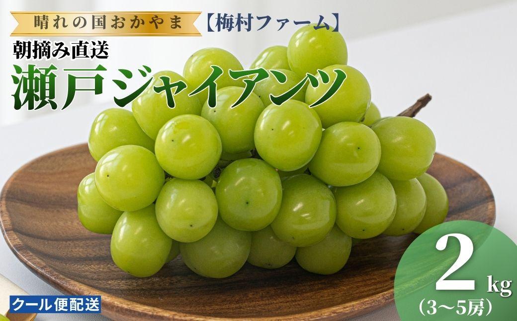 【2026年発送 先行予約】【梅村ファーム】朝摘み直送 瀬戸ジャイアンツ（3～5房入り 約2.0kg）【030-a019】