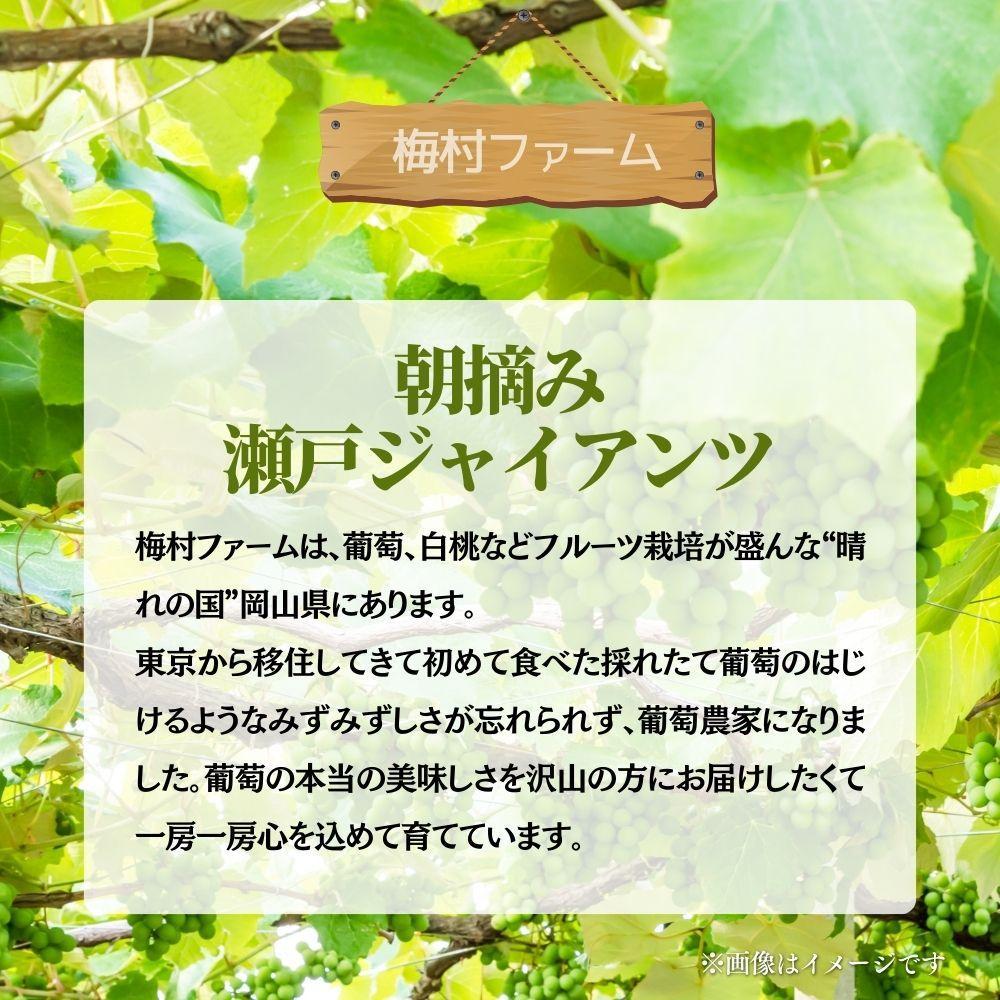【2026年発送 先行予約】【梅村ファーム】朝摘み直送 瀬戸ジャイアンツ（3～5房入り 約2.0kg）【030-a019】