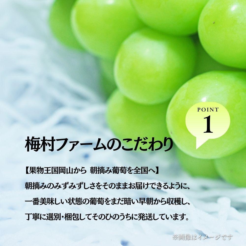 【2026年発送 先行予約】【梅村ファーム】朝摘み直送 瀬戸ジャイアンツ（3～5房入り 約2.0kg）【030-a019】