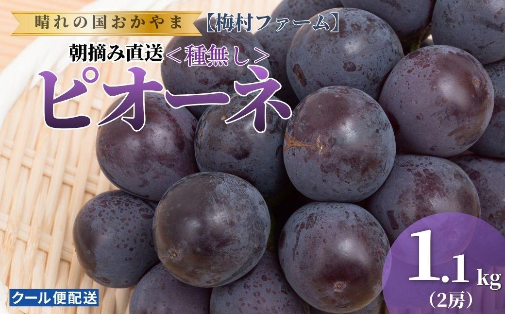 【2026年発送分 先行予約】【梅村ファーム】朝摘み直送 ピオーネ（2房入り 1.1kg以上）【030-a020】