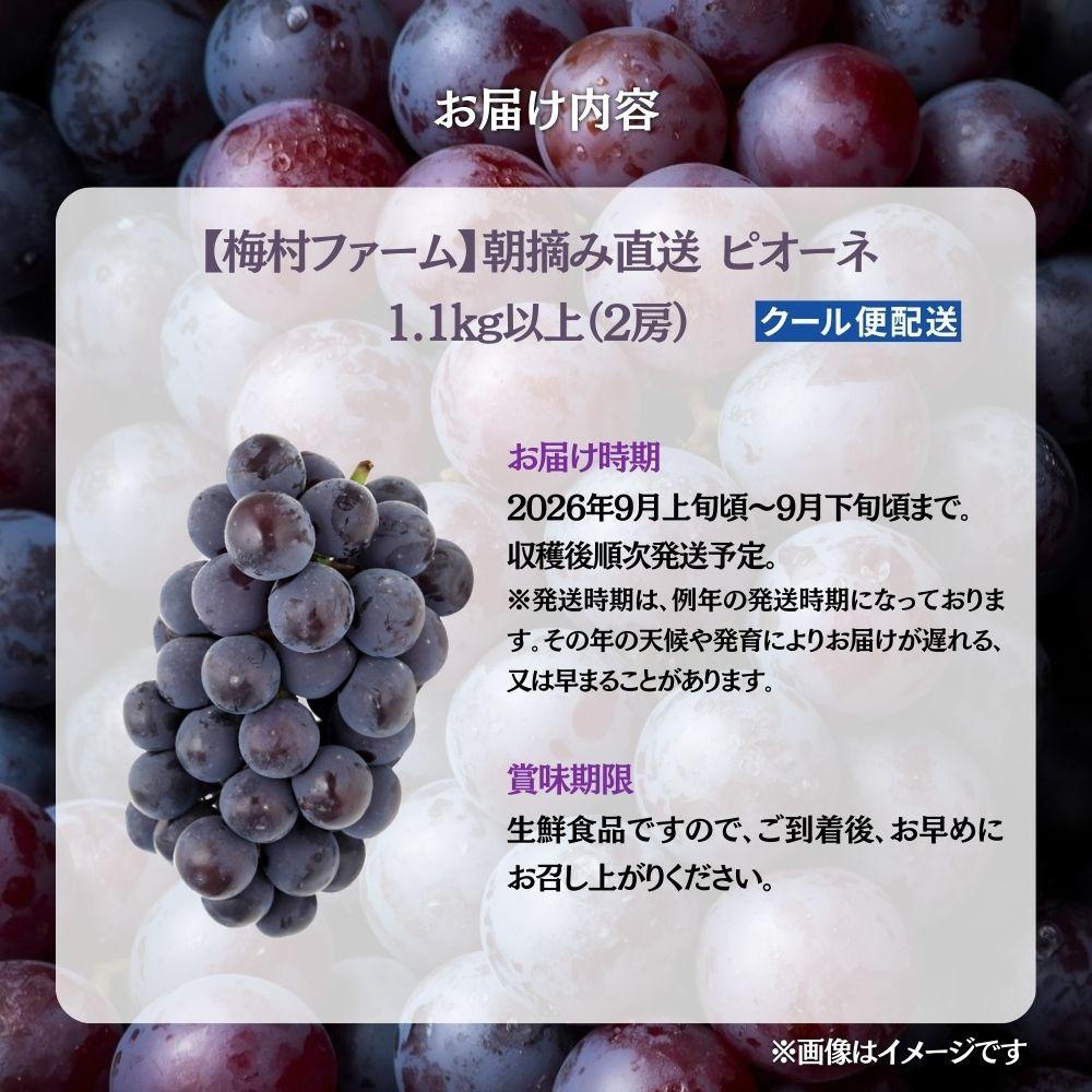 【2026年発送分 先行予約】【梅村ファーム】朝摘み直送 ピオーネ（2房入り 1.1kg以上）【030-a020】