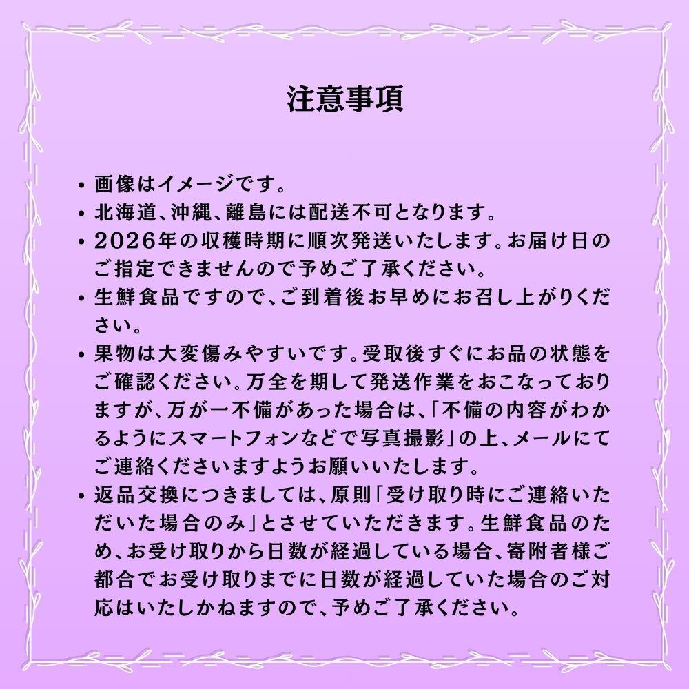 【2026年発送分 先行予約】【梅村ファーム】朝摘み直送 ピオーネ（2房入り 1.1kg以上）【030-a020】
