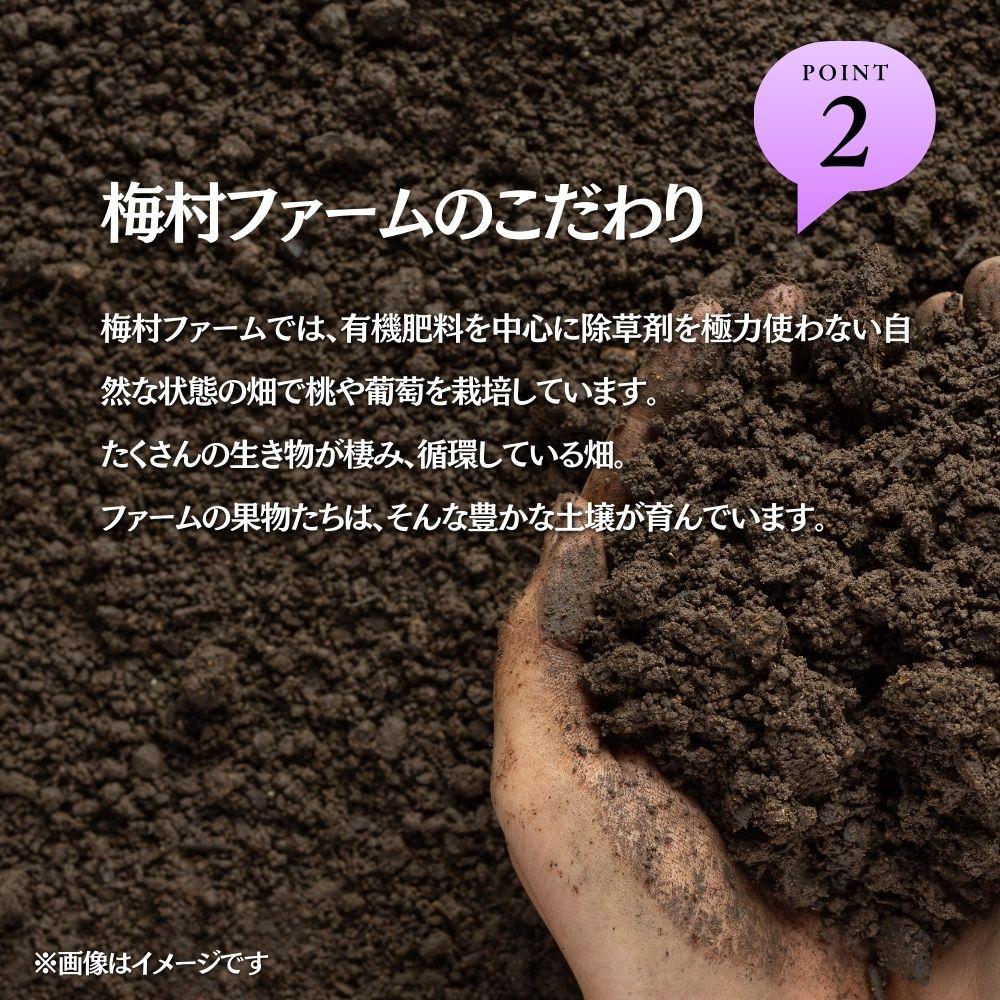 【2026年発送分 先行予約】【梅村ファーム】朝摘み直送 ピオーネ（2房入り 1.1kg以上）【030-a020】