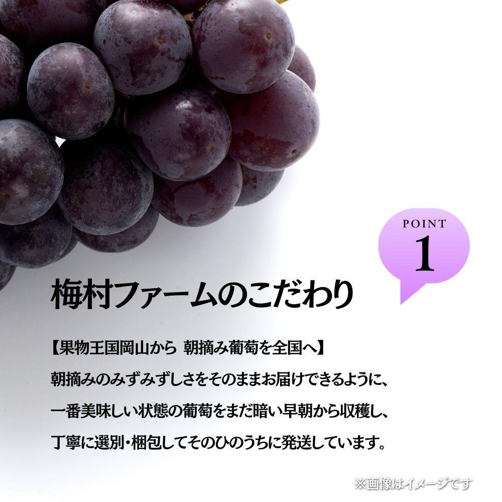 【2026年発送 先行予約】【梅村ファーム】朝摘み直送 ピオーネ（3～5房入り 約2.0kg）【030-a021】