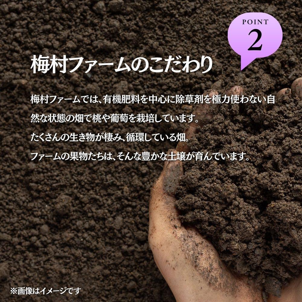 【2026年発送 先行予約】【梅村ファーム】朝摘み直送 ピオーネ（3～5房入り 約2.0kg）【030-a021】