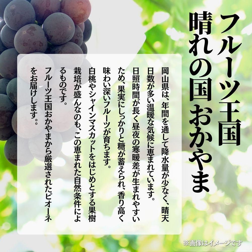 【2026年発送 先行予約】【梅村ファーム】朝摘み直送 ピオーネ（3～5房入り 約2.0kg）【030-a021】