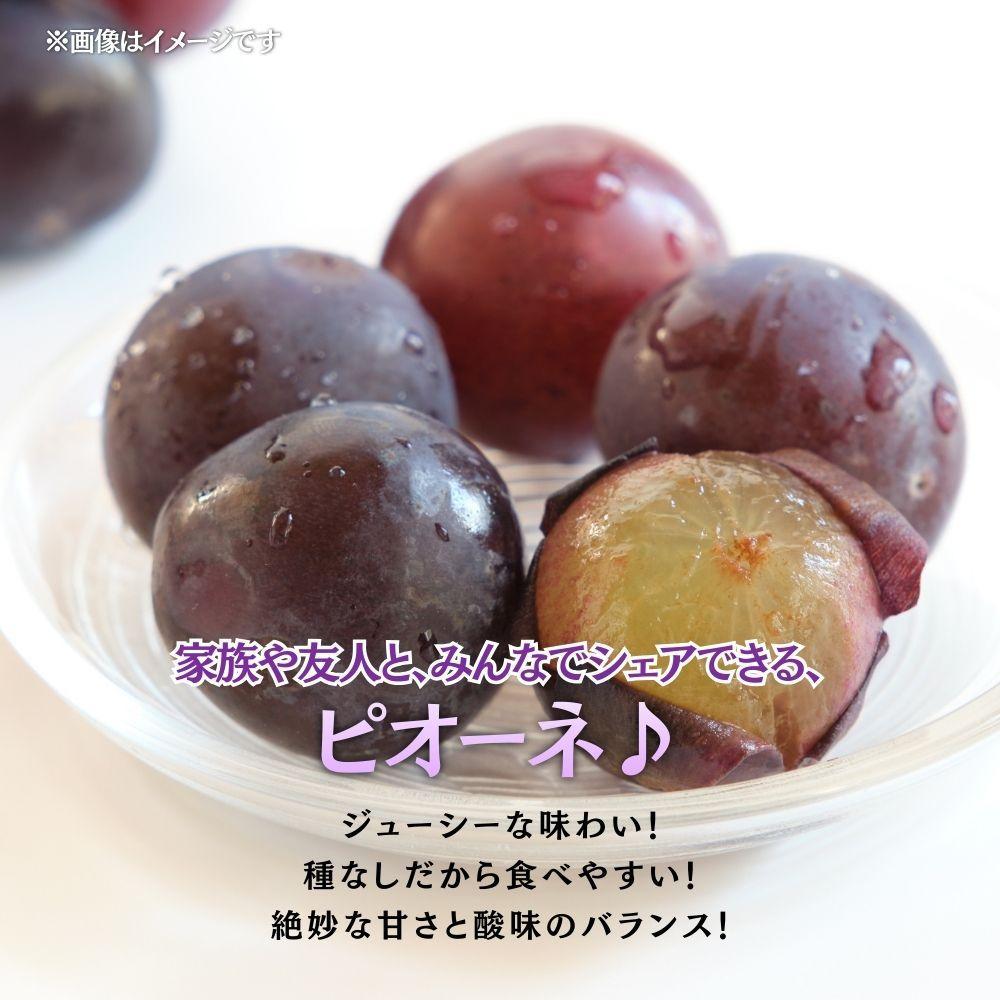 【2026年発送 先行予約】【梅村ファーム】朝摘み直送 ピオーネ（3～5房入り 約2.0kg）【030-a021】