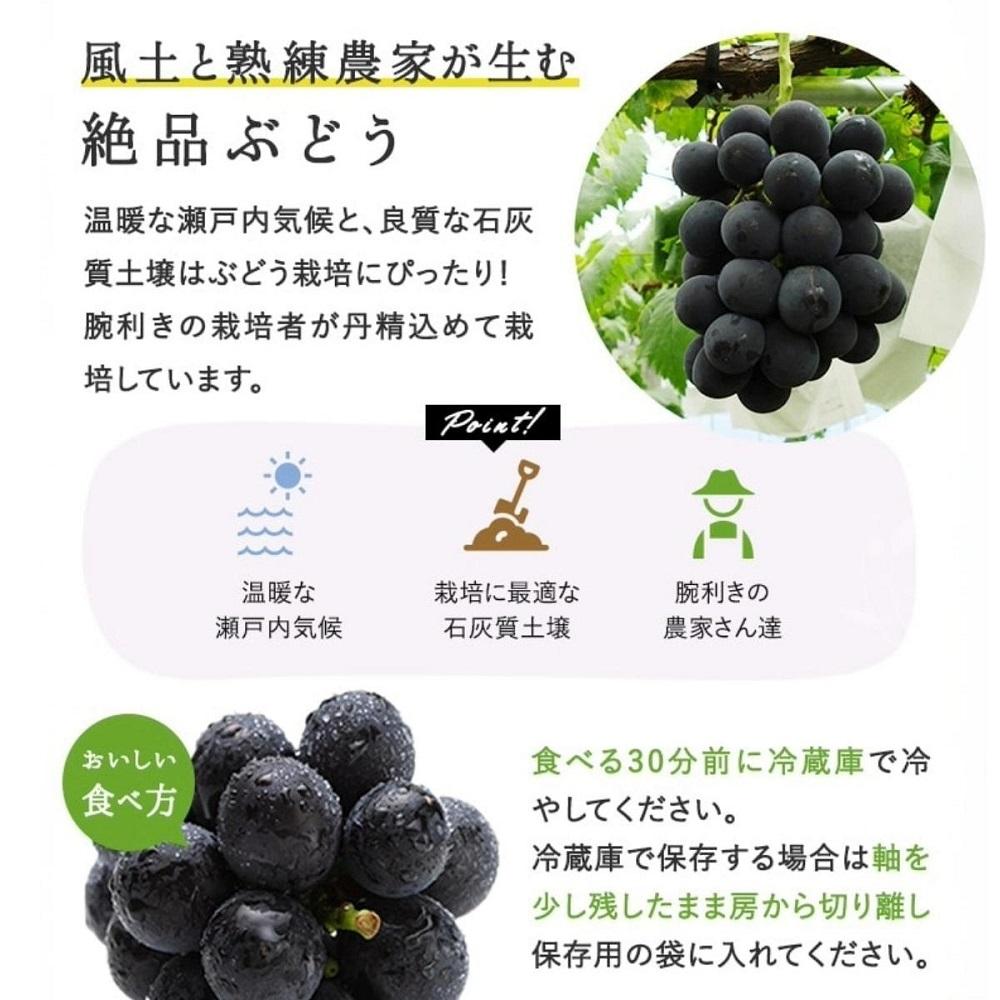 ぼっけえ大粒ニューピオーネ1房（約800ｇ以上）化粧箱入