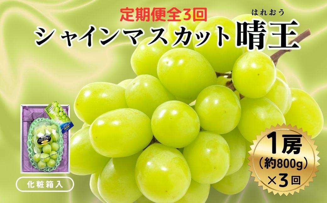 ＜定期便全3回＞ シャインマスカット晴王1房800ｇ化粧箱入  3回コース【2026年発送】[040-a012]