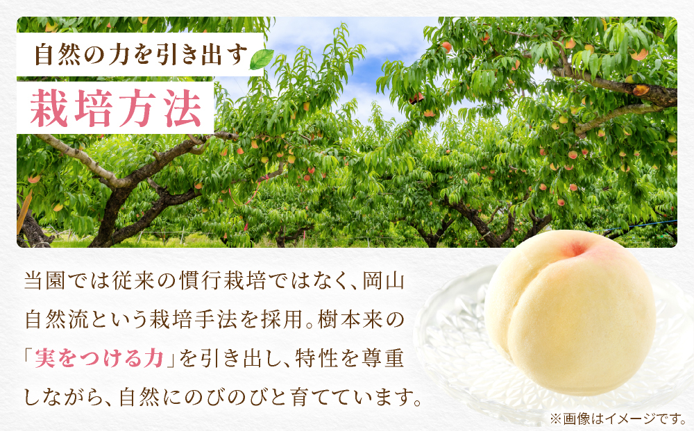 ãå
è¡äºçŽã岡山ã®çœæ¡ã»æ©çã2kgç®±ã9æäžæ¬ããé æ¬¡çºéäºå®
