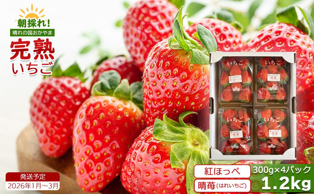鏡野町産 朝採れ！旬の完熟いちご 300g×4パック＜2026年1月～3月発送＞【038-a004】