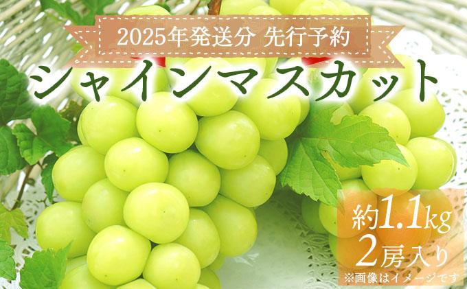 ＜2025年発送分 先行予約＞梅村ファーム 朝摘み直送 シャインマスカット（2房入り 1.1kg以上）【030-a005】