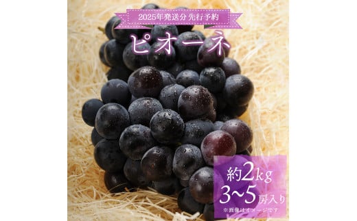 ＜2025年発送分 先行予約＞梅村ファーム 朝摘み直送 ピオーネ（3〜5房入り 約2kg）【030-a009】