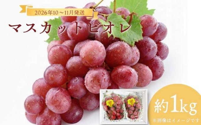 [2026年発送分 先行予約]10月〜11月発送お土産マスカットビオレ1kg箱[029-a009]