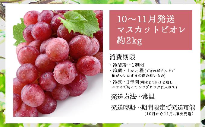 ＜2026年発送分 先行予約＞10月～11月発送お土産マスカットビオレ2kg箱【029-a010】