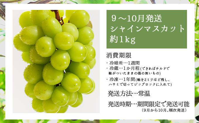 ＜2026年発送分 先行予約＞9月～10月発送お土産シャインマスカット1kg箱【029-a011】