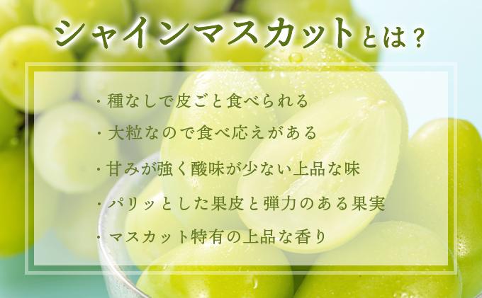 ＜2026年発送分 先行予約＞9月～10月発送お土産シャインマスカット1kg箱【029-a011】