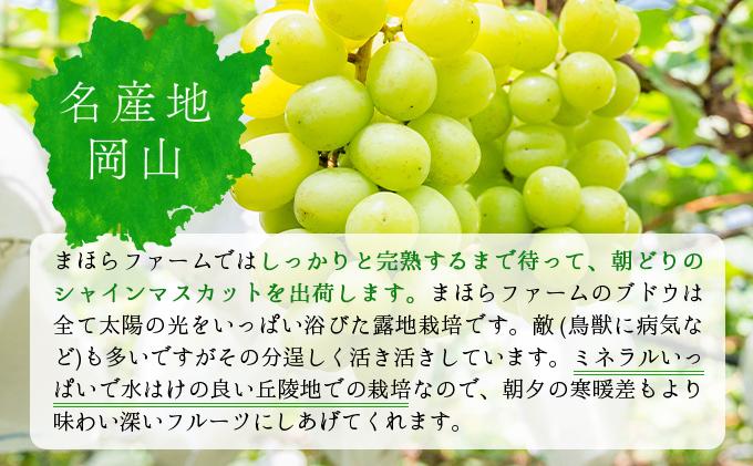 ＜2026年発送分 先行予約＞9月～10月発送お土産シャインマスカット2kg箱【029-a012】